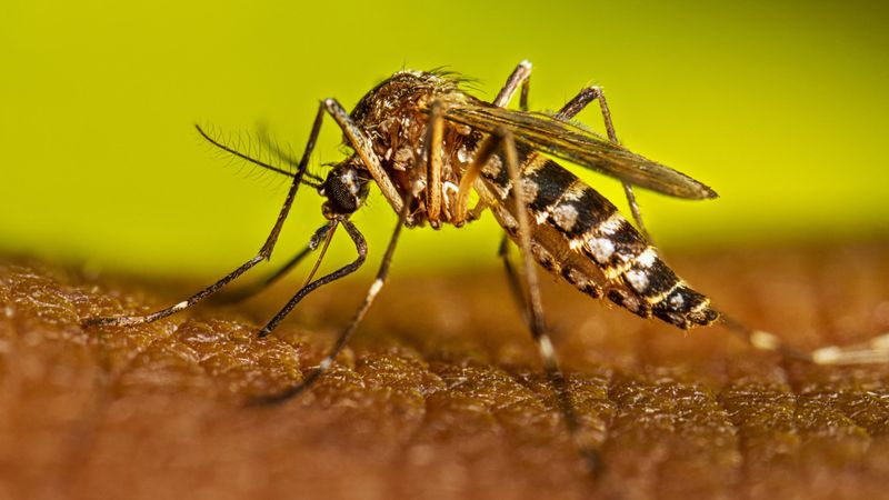 J&K: Doda Reports 52 Dengue Cases, Civic Bodies Intensify Preventive Drive
