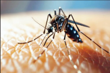 Dengue Cases Cross 190 in Doda as J&K Reports 1,200 Infections