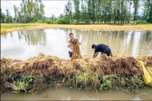Rain, Floods Wreak Havoc in Jammu; Homes, Basmati Crops Damaged