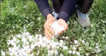 Hailstorm hits parts of J&K, damages crops